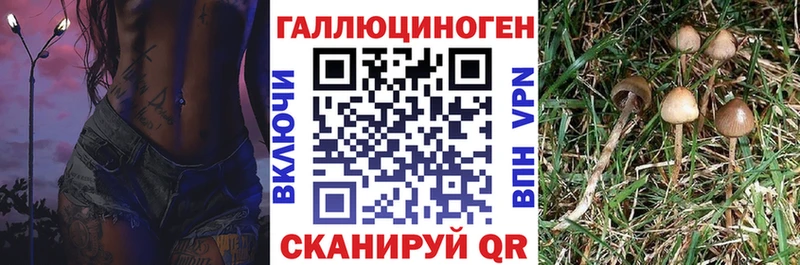 как найти закладки  Звенигово  мега как зайти  Псилоцибиновые грибы мицелий 